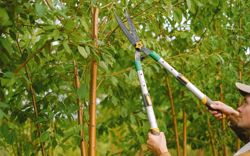 Tree trimming in Camden, WV