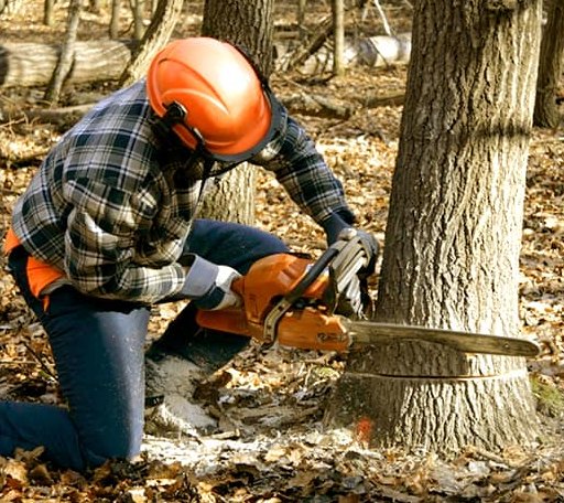 Tree Removal in Camden, WV